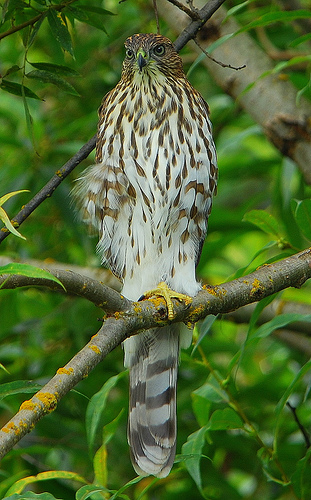 Photo of Accipiter cooperii by Ted Ardley